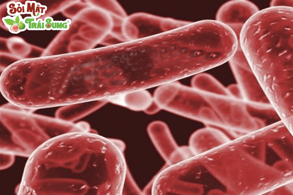 Vi khuẩn Klebsiella gây viêm túi mật
