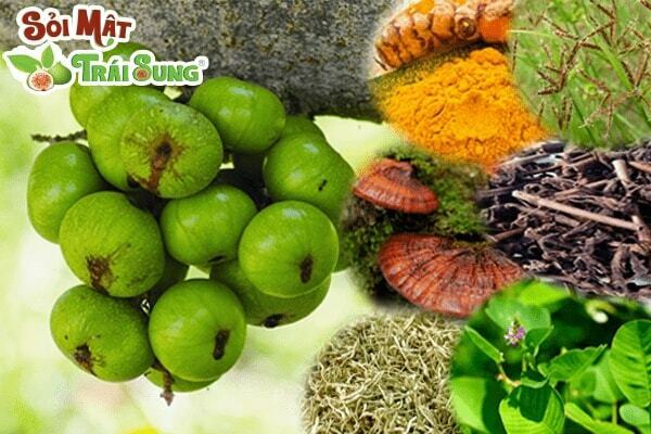 sỏi mật trái sung
