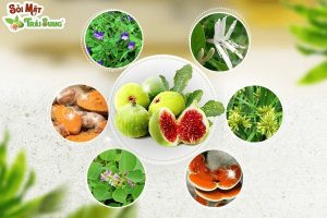sỏi mật trái sung chữa sỏi mật