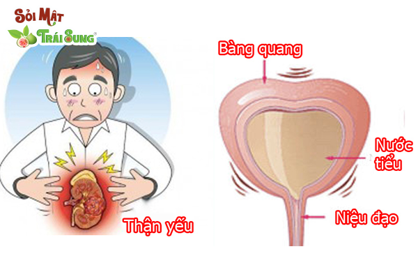 bệnh thận yếu