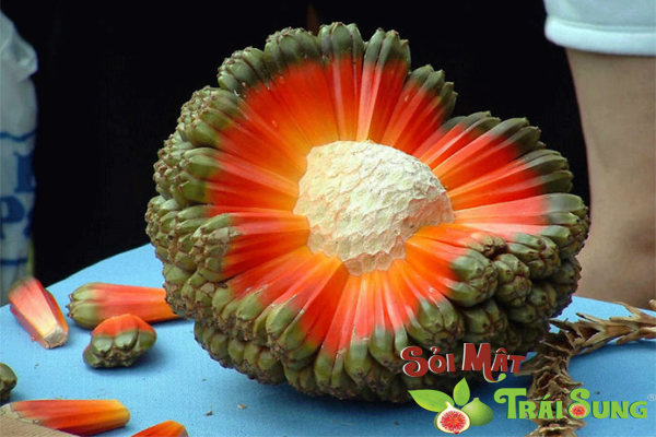 tri soi nieu quan bang thuoc nam