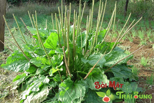 Điều trị sỏi niệu quản bằng thuốc nam