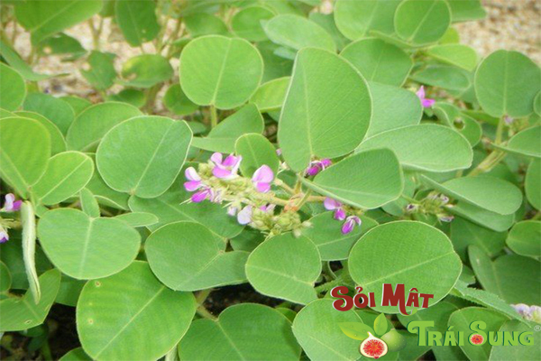 Điều trị sỏi niệu quản bằng thuốc nam