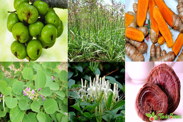 Sỏi túi mật uống thuốc gì