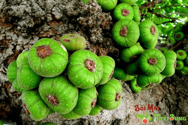 trái sung chữa sỏi túi mật