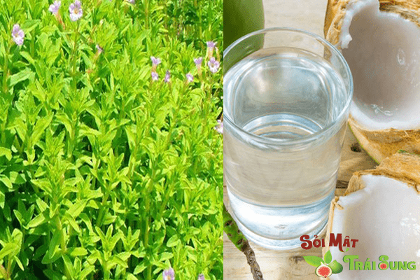 trị sỏi túi mật bằng đông y