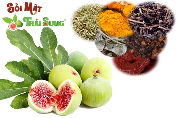 bài thuốc dân gian trị sỏi mật