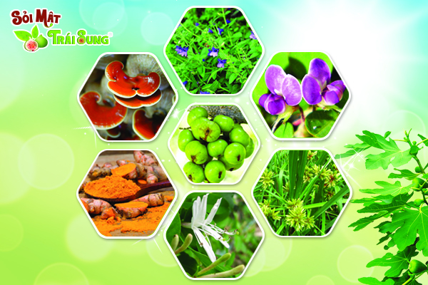 chữa sỏi bằng đông y