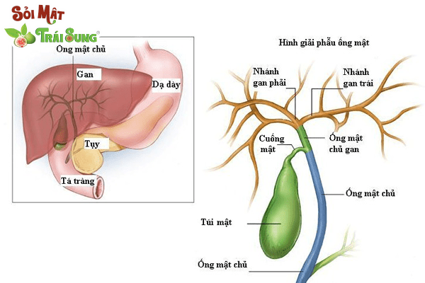 đập tan sỏi mật
