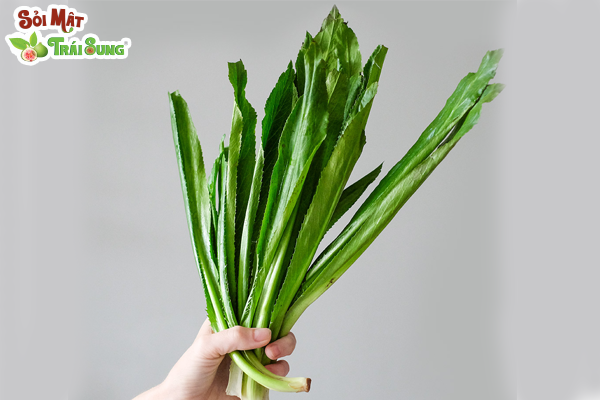sỏi thận uống nước lá gì