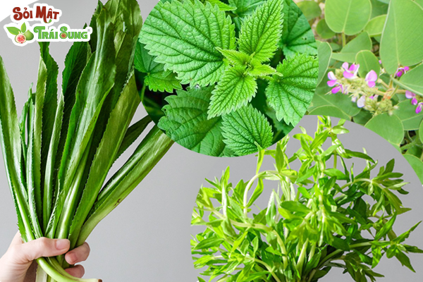 bệnh sỏi thận uống nước lá gì