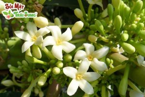 chữa sỏi thận bằng đu đủ