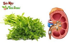 trị sỏi thận bằng rau om