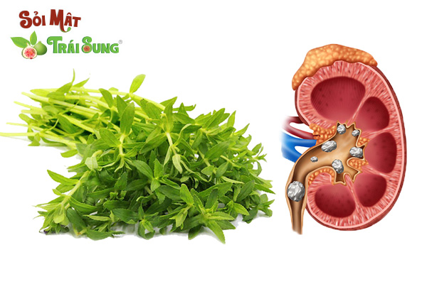 trị sỏi thận bằng rau om