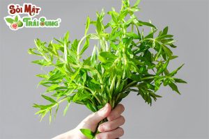 trị sỏi thận bằng rau om