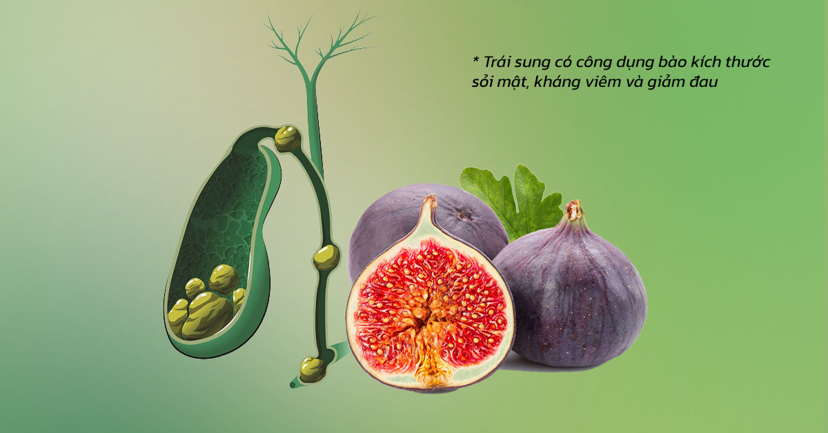 Trái sung có công dụng bào kích thước sỏi mật, kháng viêm và giảm đau