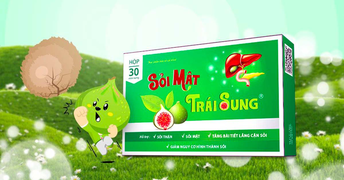 Sỏi mật trái sung chữa trị sỏi niệu quản an toàn, hiệu quả Sỏi mật trái sung chữa trị sỏi niệu quản an toàn, hiệu quả