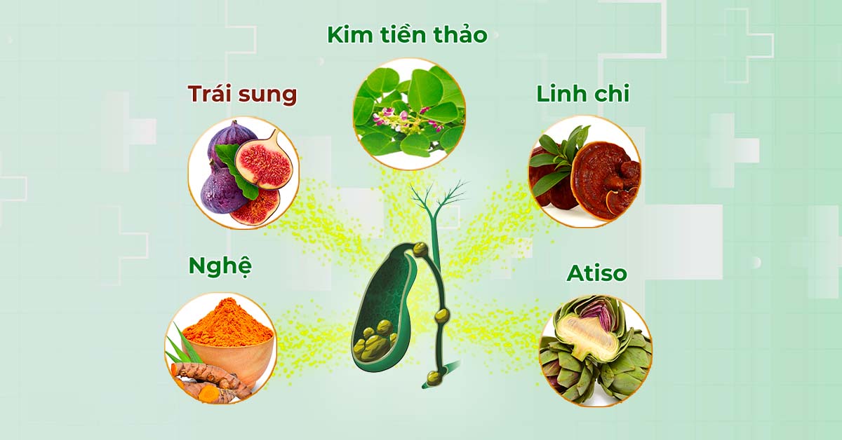 Sỏi mật trái sung giải pháp an toàn cho người bệnh sỏi Sỏi mật trái sung giải pháp an toàn cho người bệnh sỏi