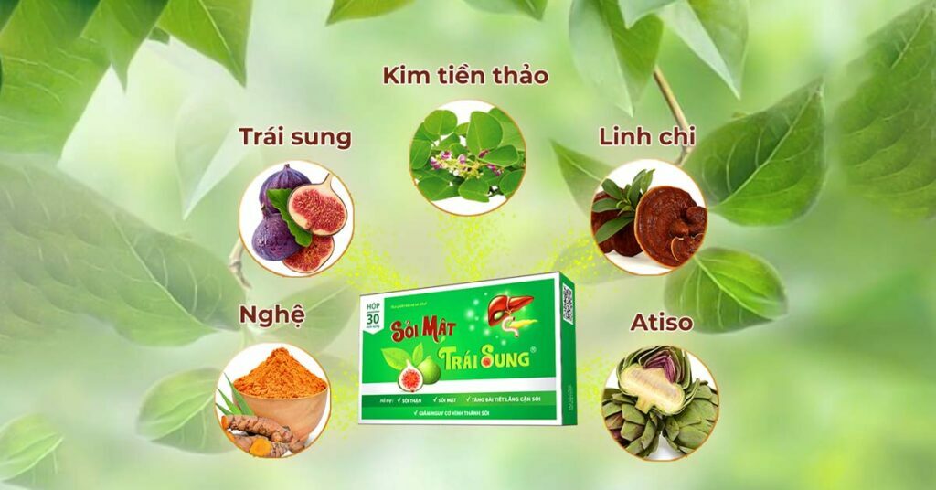 Sỏi mật trái sung điều trị hiệu quả các loại sỏi  Sỏi mật trái sung điều trị hiệu quả các loại sỏi