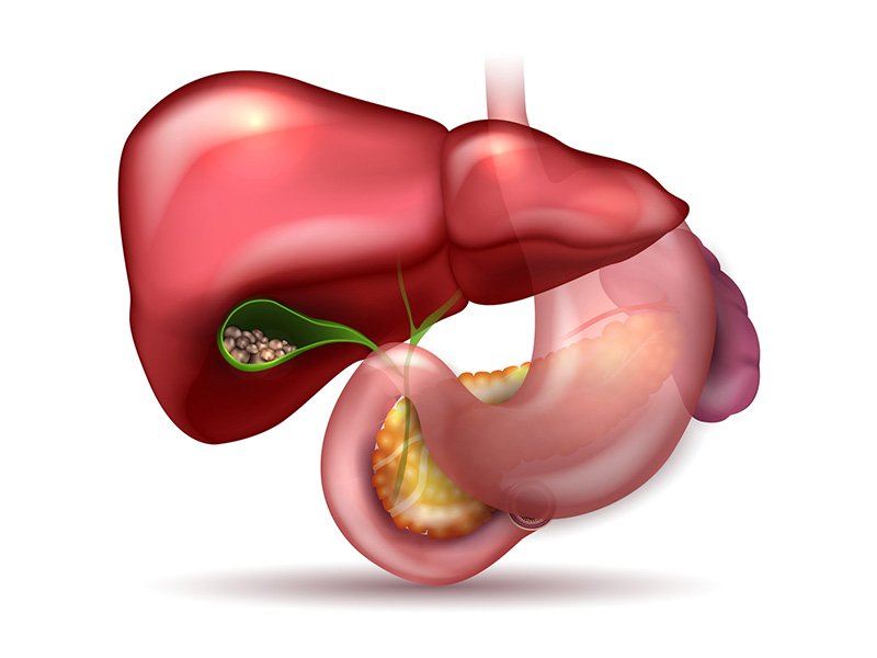 Túi mật là một bộ phận không thể thiếu của hệ tiêu hoá