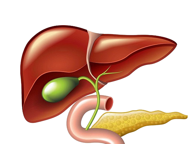 Túi mật có vai trò dự trữ và điều phối dịch mật để tiêu hoá thức ăn