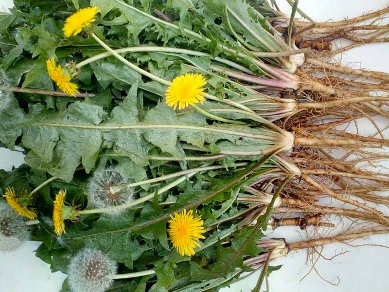 Cách trị sỏi thận tại nhà không thể bỏ qua bồ công anh