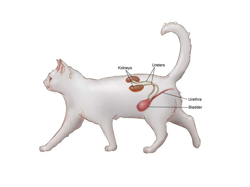 3 Nguyên nhân gây bệnh sỏi thận ở mèo