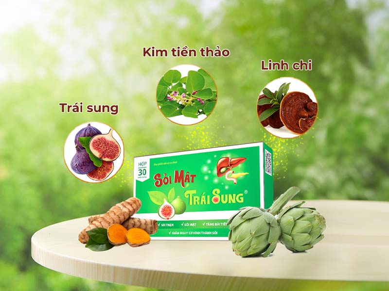  Dùng sỏi mật trái sung để đẩy lùi sỏi mật an toàn, hiệu quả