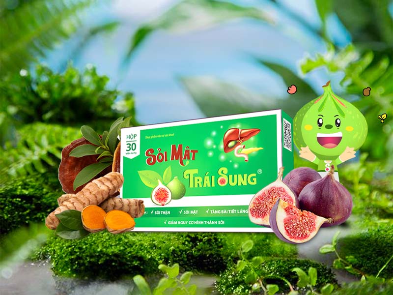 Sỏi mật trái sung giảm triệu chứng sỏi mật, sỏi thận, sỏi gan hiệu quả