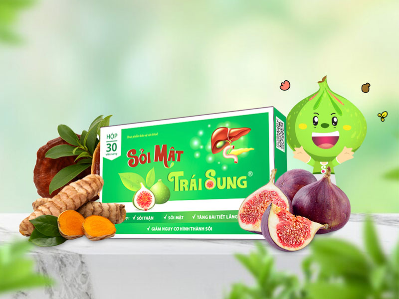  Sỏi mật trái sung chữa sỏi thận, sỏi mật, sỏi gan 