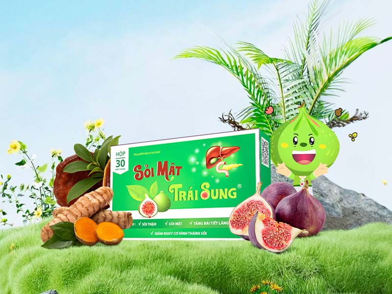 Sỏi mật trái sung chữa bệnh sỏi bùn mật hiệu quả 