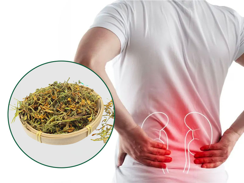  Bài thuốc bông đu đủ đực trị sỏi thận 