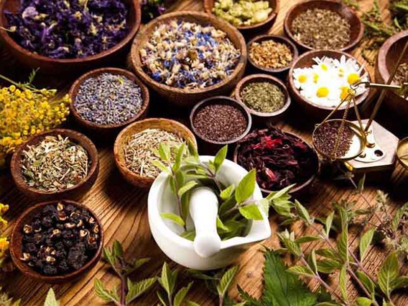 Thuốc nam chữa sỏi gan hiệu quả, ngăn ngừa sỏi tái phát