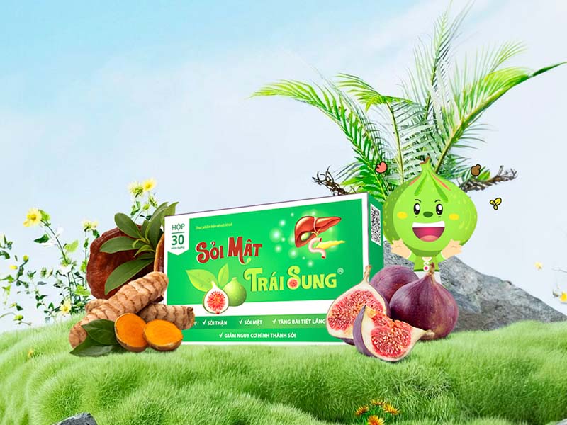 Sỏi mật trái sung - bài thuốc nam chữa sỏi gan hiệu quả