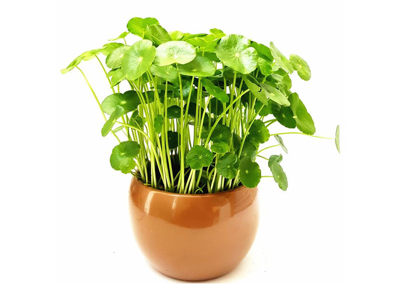 Cách chữa sỏi đường mật trong gan bằng cỏ đồng tiền