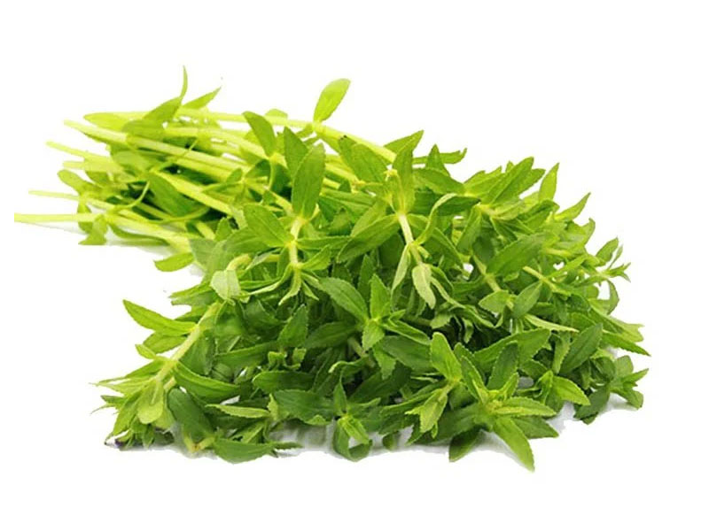 Rau ngổ chữa bệnh thận đa nang
