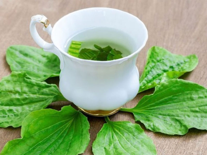Bài thuốc nam trị thận đa nang từ mã đề