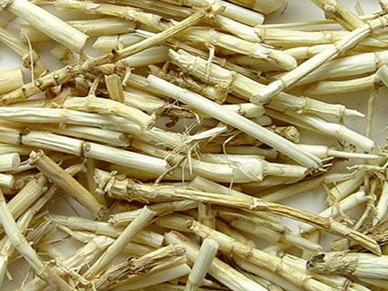 Rễ cỏ tranh điều trị sỏi bàng quang hiệu quả
