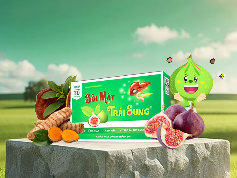Sỏi mật trái sung giúp hỗ trợ điều trị sỏi mật, sỏi thận, sỏi gan