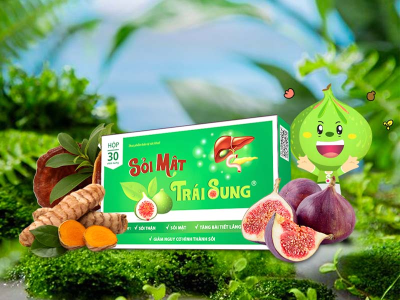 Sỏi mật trái sung lựa chọn an toàn cho bệnh sỏi mật