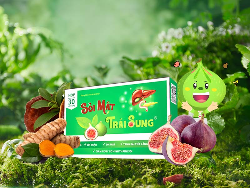Sỏi mật trái sung giúp ngừa sỏi mật ở gan tái phát