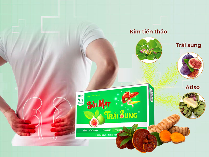 Sỏi mật trái sung hỗ trợ điều trị sỏi thận bí tiểu