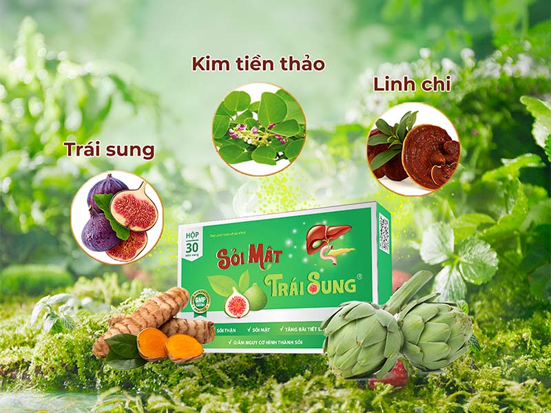 Dùng sỏi mật trái sung để điều trị sỏi túi mật