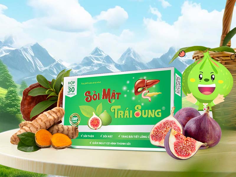 Sỏi mật trái sung - điều trị hiệu quả sỏi mật, bùn mật