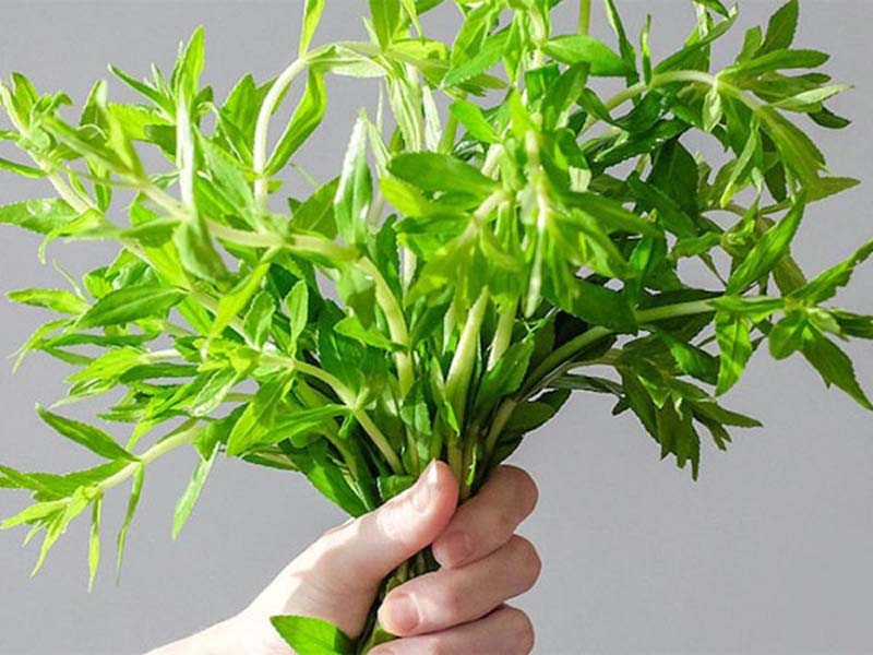  Rau ngổ lựa chọn an toàn cho bệnh sỏi thận 