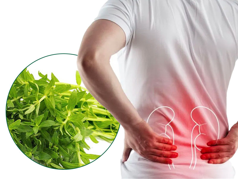 Cách đẩy sỏi thận bằng rau ngổ hiệu quả, an toàn 